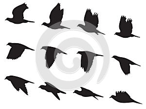 Silhouette Pigeons bird flying motion vector set