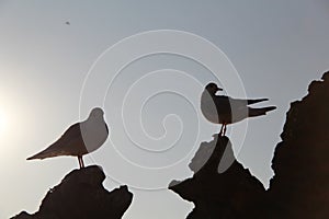 Silhouette of pigeons standing on the roof