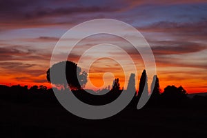 Silhouette of pine and cypress trees at sunset, Tuscany Maremma Italy