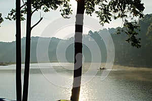 Silhouette of Pine Tree