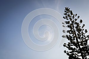 Silhouette pine tree with blue sky.