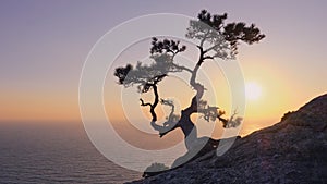 Silhouette of a pine tree on a mountainside.