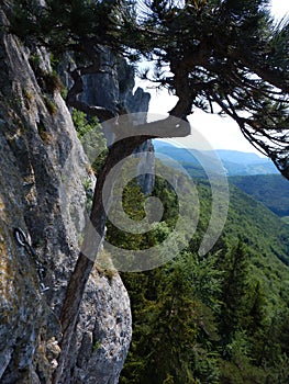 Silhouette of a pine tree on a rock