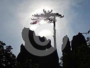 Silhouette of a pine tree on a rock