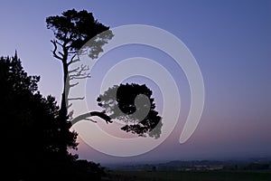 Silhouette of the pine trees