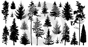 Silhouette of pine trees. Set of forest trees isolated on white background. Collection coniferous evergreen forest trees. photo