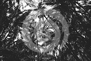 Silhouette.of plam leaves