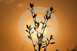 Silhouette of a plant against an orange sky