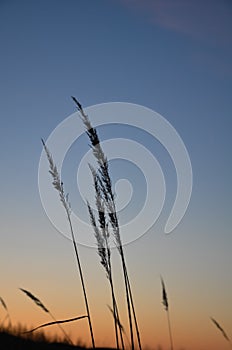 Silhouette of a plant at dawn