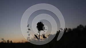 Silhouette of a plant on a field at dawn with blue and orange sky