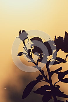 Silhouette of a plant with flower buds against orange dawn sky landscape background