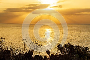 Silhouette of plants on cliff overlooking bright sunrise with sunrays on pacific