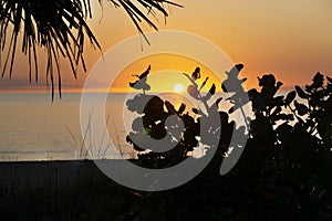 A silhouette of plants and palms against the sunset at Manasota Beach in Englewood, Florida.