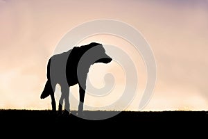 Silhouette of Poised German Shepherd Mix Dog Standing Guard at S