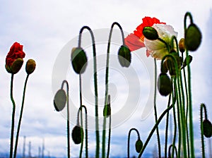 Silhouette poppies against a leaden sky