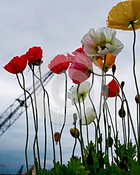 Silhouette poppies against a leaden sky with Tower Crane