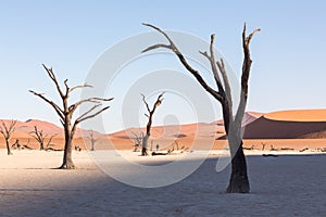 Silhouette portrait of dead tree in deadvlei, Sossusvlei, Namib Naukluft National Park Namibia