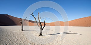 Silhouette portrait of dead tree in deadvlei, Sossusvlei, Namib Naukluft National Park Namibia