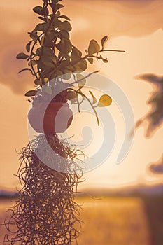 Silhouette of potted plants hanging outdoor against sunset Blur nature outdoor background