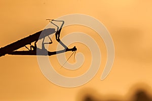 Silhouette of a praying mantis at sunset