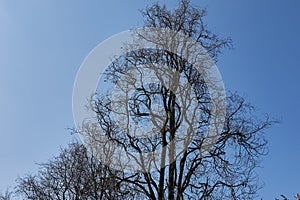 Silhouette of Quercus robur fastigiata tree