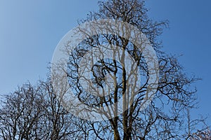 Silhouette of Quercus robur fastigiata tree