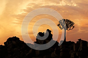 Silhouette of a quiver tree and rocks - Namibia