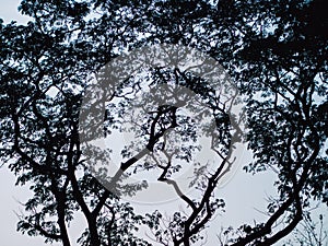 Silhouette of Rain Tree East Indian Walnut
