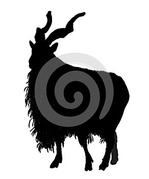 Silhouette of a rare animal, Markhor goat.