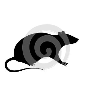 Silhouette of the rat or mouse is sitting on a white background