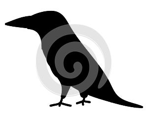 Silhouette of a raven, Black raven icon or logo, crow vector