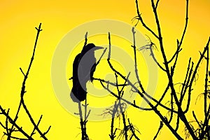 Silhouette of a raven in a tree