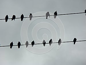 Silhouette of ravens on a telephone wire