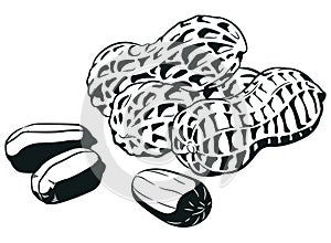 Silhouette Raw Peanuts Seed with Nutshell
