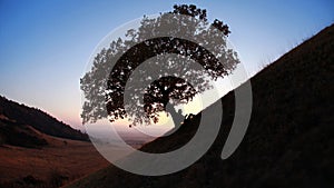 Silhouette reading against tree at sunset