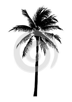 Silhouette of realistic coconut tree, natural palm vector