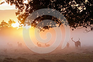 Silhouette of Red Deer Cervus elaphus stag herding females