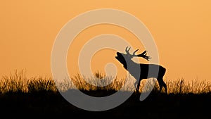 Silhouette of a Red deer Cervus elaphus stag in rutting season