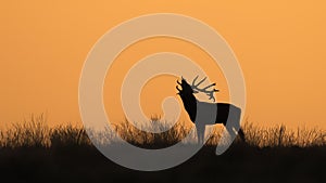 Silhouette of a Red deer Cervus elaphus stag in rutting season