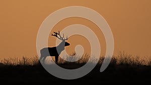 Silhouette of a Red deer Cervus elaphus stag in rutting season