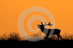 Silhouette of a Red deer Cervus elaphus stag in rutting season