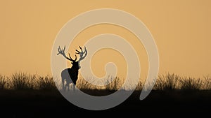 Silhouette of a Red deer Cervus elaphus stag in rutting season