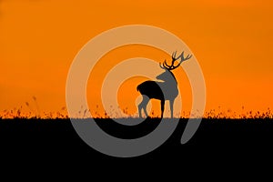 Silueta jelena v epickém oranžovém západu slunce během podzimní říje v divoké přírodě, Slovensko