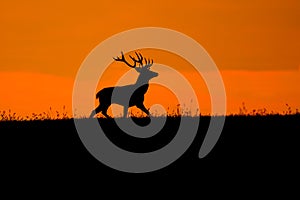 Silhouette of red deer in epic orange sunset during autumn rut in wild nature, Slovakia