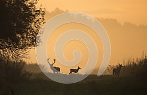 Silhouette of red deer and hinds on meadow