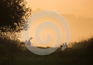 Silhouette of red deer and hinds on meadow