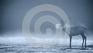 Silhouette of a red deer stag