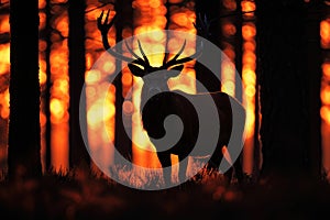 Silhouette of a red deer stag in the forest at sunset