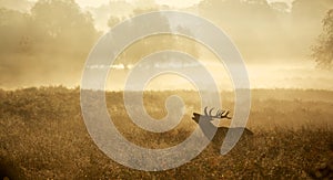 Silhouette of a red deer stag photo