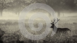 Silhouette of a red deer stag photo